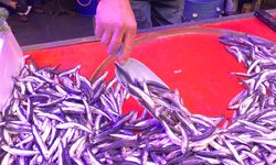 Eskişehir’de balık tezgahlarının yıldızı hamsi oldu