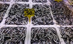 Karadeniz’de hamsi bereketi: Kilosu 50 TL’ye geriledi