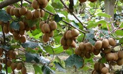 Ordu kivisi ekonomiye 500 milyon TL katkı sağlayacak