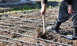 Mamak’ta ata tohumu üretim çalışmaları sürüyor