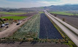 Beypazarı’nda 25 dönümlük mor lahana mesaisi