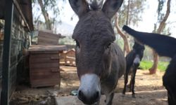 Kazadan sağ kurtulan sıpa Hatay’da yeni yuvasına kavuştu