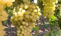 Yaş üzümde beklenmedik düşüş: 50 bin ton alıcı bekliyor