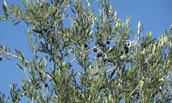 Nisan yağmurları zeytin üreticilerinin yüzünü güldürdü
