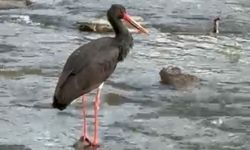 Karabük’te nadir görülen kara leylek görüntülendi