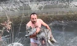 Su kanalına düşen karacayı vatandaşlar kurtardı