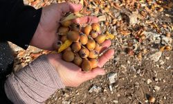 Kimliği meçhul hayırseverin aşıları Toroslarda yaşıyor