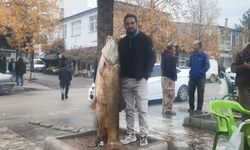 Elazığ’da 60 kiloluk turna balığı şaşırttı