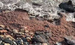 Tekirdağ’da poyraz nedeniyle kıyılarda kızıl yosun yoğunluğu arttı