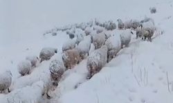 Yüksekova’da koyun sürüsünü zorlu yolculuğu