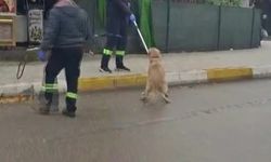 Adana’da başıboş köpekler toplatılmaya başlandı