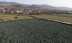 Menemen Ovası’nda brokoli hasadı başladı