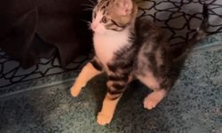 Yavru kedinin camideki yürek ısıtan anları kameralara yansıdı