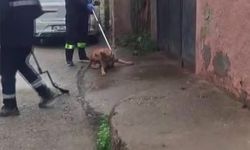 Adana'da sokak köpekleri toplatılıyor