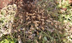 Adıyaman Üniversitesi’nden tarıma yeni katkılar