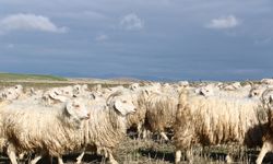 3 bin keçiyle Ankara tiftiği yeniden sahnede