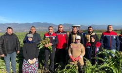 Coğrafi işaretli ürün Aydın enginarında hasat başladı