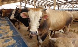 Bolu’da şap hastalığı kontrol altına alındı