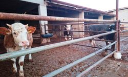 Kütahya’da şap hastalığı: İlçe genelinde tedbirler alındı