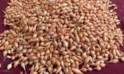 Soğan tohumunda çeşit seçimi ve iklim faktörü kritik