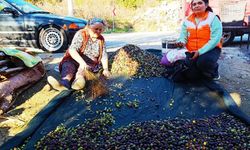 Menteşe’de zeytin üreticilerine eğitim ve denetim desteği