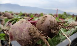 “Kırmızı elmas” üreticinin yüzünü güldürdü