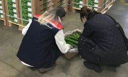 Çorlu’dan Hollanda’ya 19 ton salatalık ihracatı