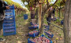 Sarıgöl Ovası’nda üzüm hasadında sona gelindi