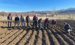 “Tunceli Sarımsağı Yaygınlaşıyor” projesi sahada