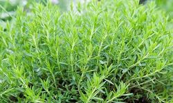 Tarhun nedir, tadı neye benzer, nasıl tüketilir?