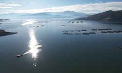 Tokat’ın barajında yetişen somonlar dünya sofralarında