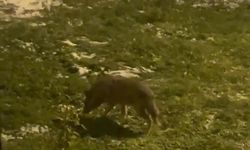 Ankara’da kurt sürüsü yerleşim alanında görüldü