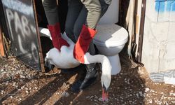 Ankara'da bir evin bahçesine kuğu düştü