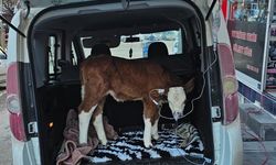 Dumandan zehirlenen buzağıya bagajda acil müdahale