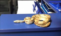 Karşıyaka’da kafede yılanla dolaşan kişiye para cezası