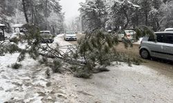 Ankara’da yoğun kar çam ağacını devirdi