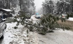 Kızılcahamam’da yoğun kar nedeniyle çam ağacı yola devrildi