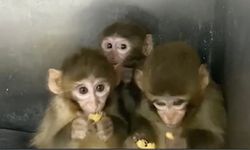 Bursa’da yakalanan 3 makak maymunu koruma altına alındı