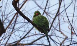 Yeşil papağanlar Ankara’ya uyum sağladı