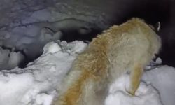 Yüksekova’da dondurucu soğuk: Tilki ayakta dondu