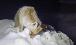 Soğuğa dayanamayan tilki ayakta dondu