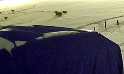 Sivas’ta aç kurtların telef ettiği köpeğin postu kaldı