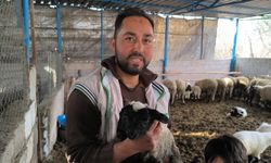 Hatay’da çift başlı doğan kuzu yaşama tutundu