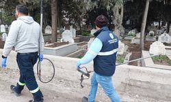 Adana’da sokak köpekleri mahalleliyi tedirgin ediyor