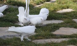 Pursaklar’da Endemik Vadi, Ankara’nın simge hayvanlarını koruyor