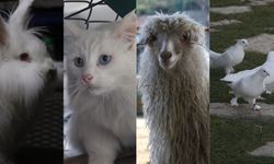 Ankara'nın 4 beyazı Endemik Vadi'de