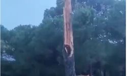 Antalya Serik'te düşen yıldırım, golf sahasındaki ağacı parçaladı