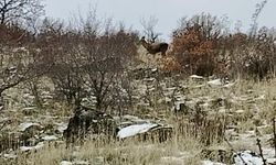 Güdül’de yaban geyikleri sürü halinde görüntülendi