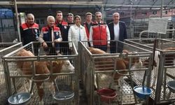 Aydın, hayvancılıkta Türkiye’nin öne çıkan ili oldu