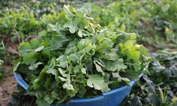 Aydın’da don ve kırağı sebze üretimini vurdu